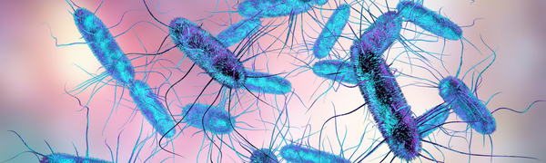 Salmonella (Salmonellosis)