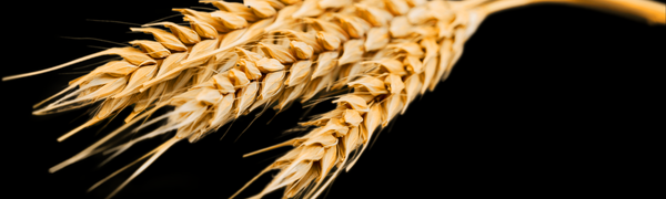 Wheat Allergies